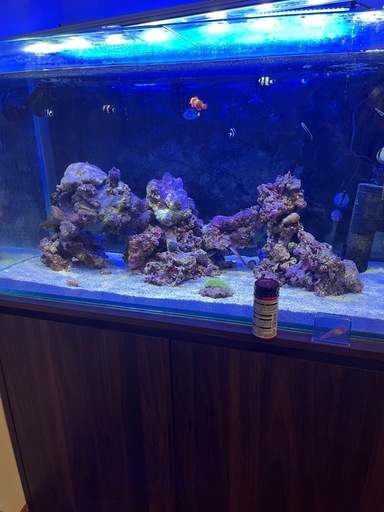 海水魚水槽  生体諸々