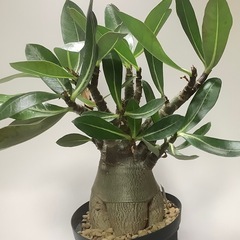 アデニウム　アラビカム　タコ足
