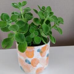 アロマティカス　観葉植物