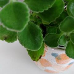 アロマティカス　観葉植物の画像