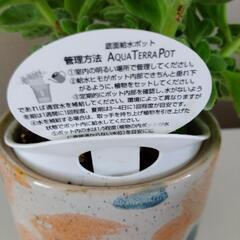 アロマティカス　観葉植物の画像