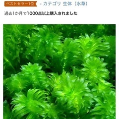 アナカリス熱帯魚用の草の画像
