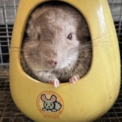 チンチラ♂ シナモンの里親を募集しています(ゲージ付)