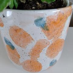 アロマティカス　観葉植物の画像