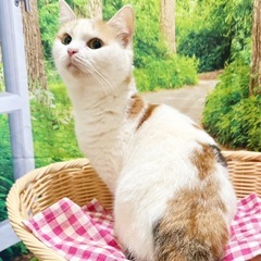 Ｃat's愛 販売情報① - ペット