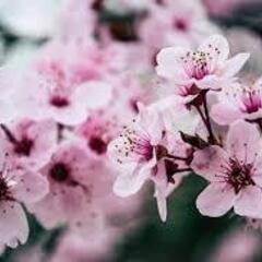 一緒に散歩に行きましょうか？