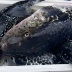 ボート保有 釣りメンバー募集