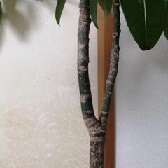 🌿希少な実生パキラ・新芽が出てきました🌿の画像