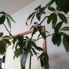 🌿希少な実生パキラ・新芽が出てきました🌿の画像
