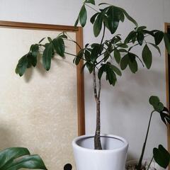 🌿希少な実生パキラ・新芽が出てきました🌿