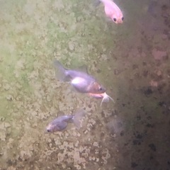 決まりました‼️引き取り限定‼️金魚 稚魚  の画像