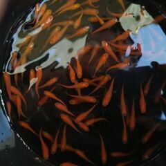 紅帝　楊貴妃　群れで泳ぐととっても可愛いメダカです。の画像