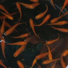 紅帝　楊貴妃　群れで泳ぐととっても可愛いメダカです。の画像