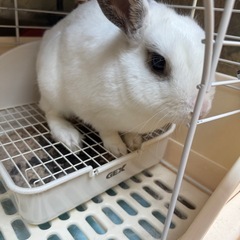 うさぎ