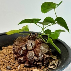 亀甲竜　キッコウリュウ　塊根植物　観葉植物　コーデックスの画像
