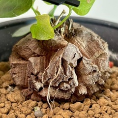 亀甲竜　キッコウリュウ　塊根植物　観葉植物　コーデックスの画像