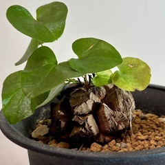 亀甲竜　キッコウリュウ　塊根植物　観葉植物　コーデックスの画像