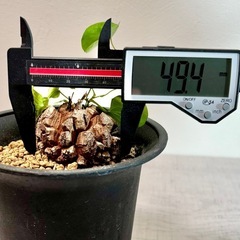 亀甲竜　キッコウリュウ　塊根植物　観葉植物　コーデックスの画像