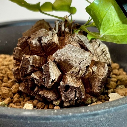 亀甲竜　キッコウリュウ　塊根植物　観葉植物　コーデックス