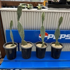 ⭐︎uchiwa cactus⭐︎