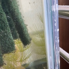 ミナミヌマエビ 1匹50円の画像