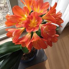 もらってください　クンシラン鉢植え
