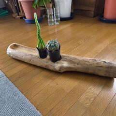 柿の木のオシャレ家具
