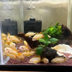 アピストグラマカカトオイデスゴールデン