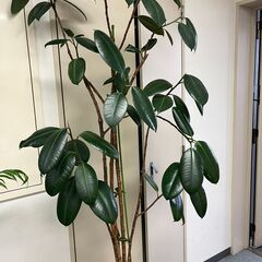 【取引中】観葉植物　ゴムの木　高さ２ｍ