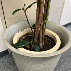 【取引中】観葉植物　ゴムの木　高さ２ｍの画像