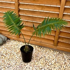 ディオーン　ソテツ　蘇鉄　スピヌロスム　観葉植物の画像
