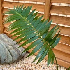 ディオーン　ソテツ　蘇鉄　スピヌロスム　観葉植物の画像