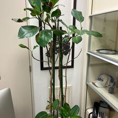 【取引中】観葉植物　高さ1.7ｍ程度