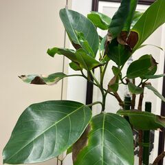 【取引中】観葉植物　高さ1.7ｍ程度の画像