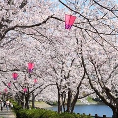 桜を見ながらランチ会しませんか？🌸🍙 − 熊本県
