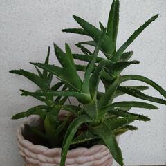 決まりました　アロエ　不夜城　多肉植物　４苗入り　鉢ごと　初心者向きの画像
