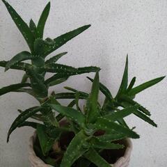 決まりました　アロエ　不夜城　多肉植物　４苗入り　鉢ごと　初心者向き
