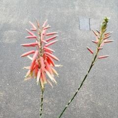 決まりました　アロエ　不夜城　多肉植物　４苗入り　鉢ごと　初心者向きの画像