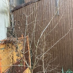 ザクロの苗木　大苗　ざくろ　柘榴 果樹苗　