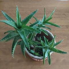 決まりました　アロエ　不夜城　多肉植物　４苗入り　鉢ごと　初心者向きの画像