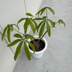 【取引き中】パキラ　観葉植物 グリーン