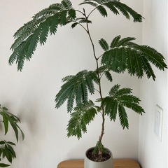 観葉植物　　エバーフレッシュ　パキラ　2点