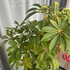カポックの木　観葉植物の画像