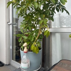 カポックの木　観葉植物の画像