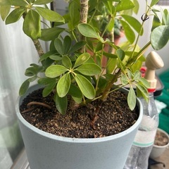 カポックの木　観葉植物の画像