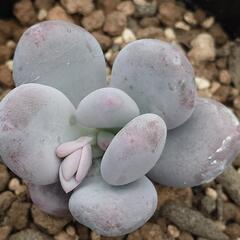 多肉植物「星美人」の画像