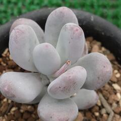 多肉植物「星美人」の画像