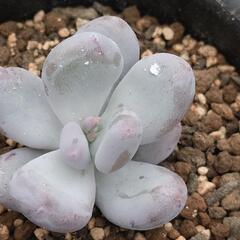 多肉植物「星美人」の画像