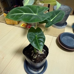 観葉植物 
アロカシア グリーンベルベット