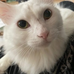 長毛たしろくんのご縁を！